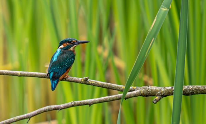 Kingfisher - Image credit: Ieuan Evans